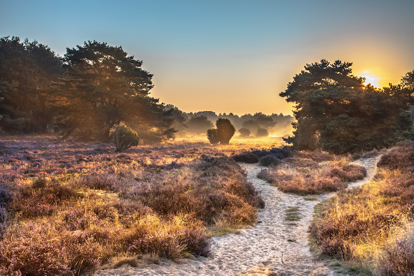 Natura-2000 gebieden stikstofplatformen veluwe